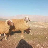 قوچ سنجابی سه ورک