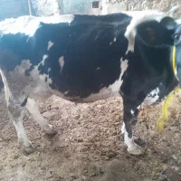 گاو شیری باگوساله|حیوانات مزرعه|یاسوج, |دیوار