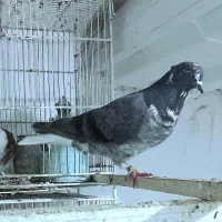 دم سفید مهر.کفترپرشی قاره دم سفی سبزدم سفید|پرنده|تهران, بیسیم|دیوار