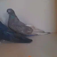 یه جفت سیاه فیلی قنار جم خاص خاص ب فروش میرسد