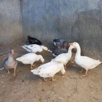 غاز لهستانی