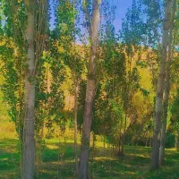 درخت چنار فروشی