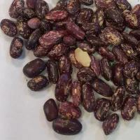 لوبیا صنعتی