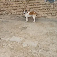 سگ ترکمن یک ساله|سگ|قوچان, |دیوار