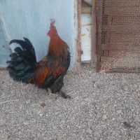 خروس برهما