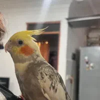 یک عددعروس هلندی ماده سالم وخوشمل ودست اموز