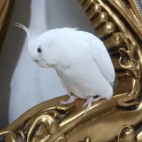 جفت عروس هلندی آلبینو رام ومولد باقفس ۱۰۳۴ ولانه|پرنده|سرپل ذهاب, |دیوار