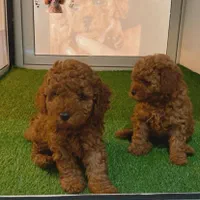 توی پودل ۱۰۰٪ اصیل از مولدین وارداتی|سگ|رشت, گلسار|دیوار