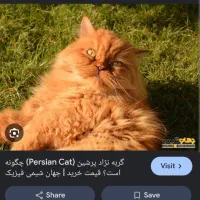 گربه پرشین گمشده پیدا کردم