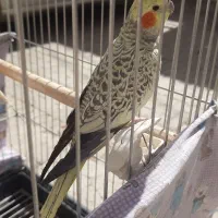 عروس هلندی ماده