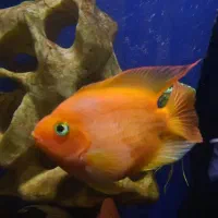 پرت کینگ کونگ