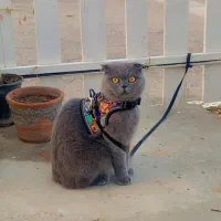 ماده جهت جفت گیری با نر نژاد دار