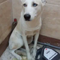 سگ خانگی|سگ|اصفهان, طامه|دیوار