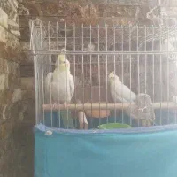 فروشی|پرنده|فردیس, ثابتی|دیوار