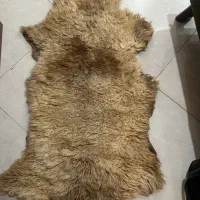 پوست گوسفند