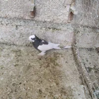 بهبهانی درجه یک|پرنده|شیراز, تندگویان|دیوار