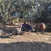 فروش کلی ۱۰ عدد بوقلمون|حیوانات مزرعه|رضوانشهر, |دیوار