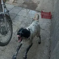 واگذاری ماده قدریجونی
