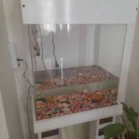 آکواریوم شرکتی شیشه خم|ماهی|ماهدشت, |دیوار