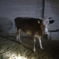 گوساله نر آلمانی و گاو و گوساله آلمانی|حیوانات مزرعه|رامشیر, |دیوار