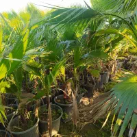 پالم واشنگتن