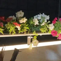 نسل جدید گلدان برای اولین بار