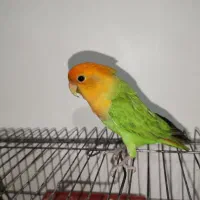 جفت کوتوله ی برزیلی. نر دستی