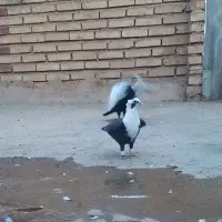 کبوترکلاغ