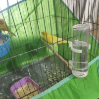 یک جفت قناری