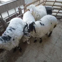 بره نر شیرومیش چاق