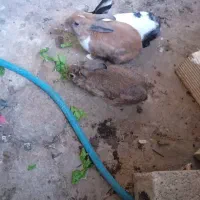 خرگوش|موش و خرگوش|مسجد سلیمان, |دیوار