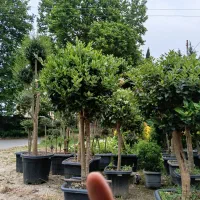 ماداگاسکار نخل درخت بلوط جوندار بزرگ گل درشت قوی|خدمات باغبانی و درختکاری|تهران, شهرک غرب|دیوار