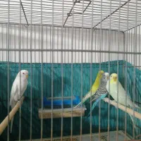 دو جفت مرغ عشق بالغ و مولد