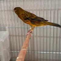 جفت با ۴ تا جوجه