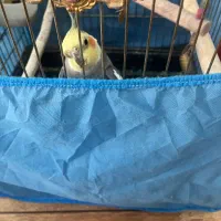 طوطی عروس  بالغ نر