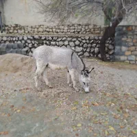 یک راس الاغ سه ساله