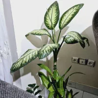 2عدد دیفن سرحال سالم ،