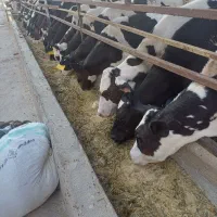 گوساله نر قطع شیر هلشتاین