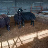 گوسفند|حیوانات مزرعه|لیلان, |دیوار