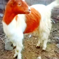 بزغاله ماده سوپرچاق هم داشتی هم نذری کبابی گوشتی