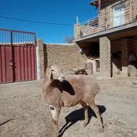 بره ماده چینی و نربز شیرازی|حیوانات مزرعه|سیلاخور, |دیوار