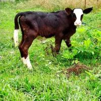 گاو چالوسی شیری با گوساله|حیوانات مزرعه|رشت, رودبارتان|دیوار