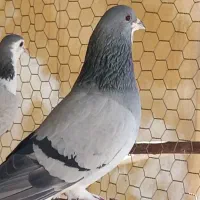 سلام سه تا نر درج یک عشق بازی