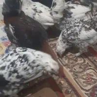 تتک و خروس گلین