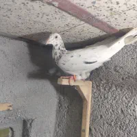 کفتر|پرنده|مشهد, کارمندان دوم|دیوار