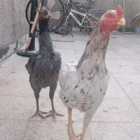 مرغ و خروس لاری طوسی