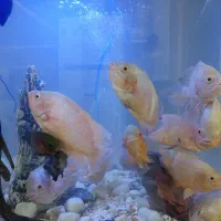 ماهی آکواریوم