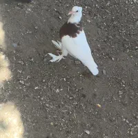 طوقی