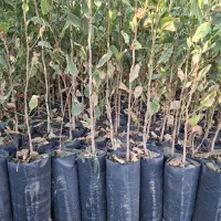 نهال پسته7 ماهه|خدمات باغبانی و درختکاری|خواف, |دیوار