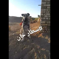 توله الابای نر|سگ|اسفرورین, |دیوار